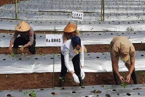 Jaga Stabilitas Produksi Cabai Jateng, BMKG Adakan Sekolah Lapang Iklim